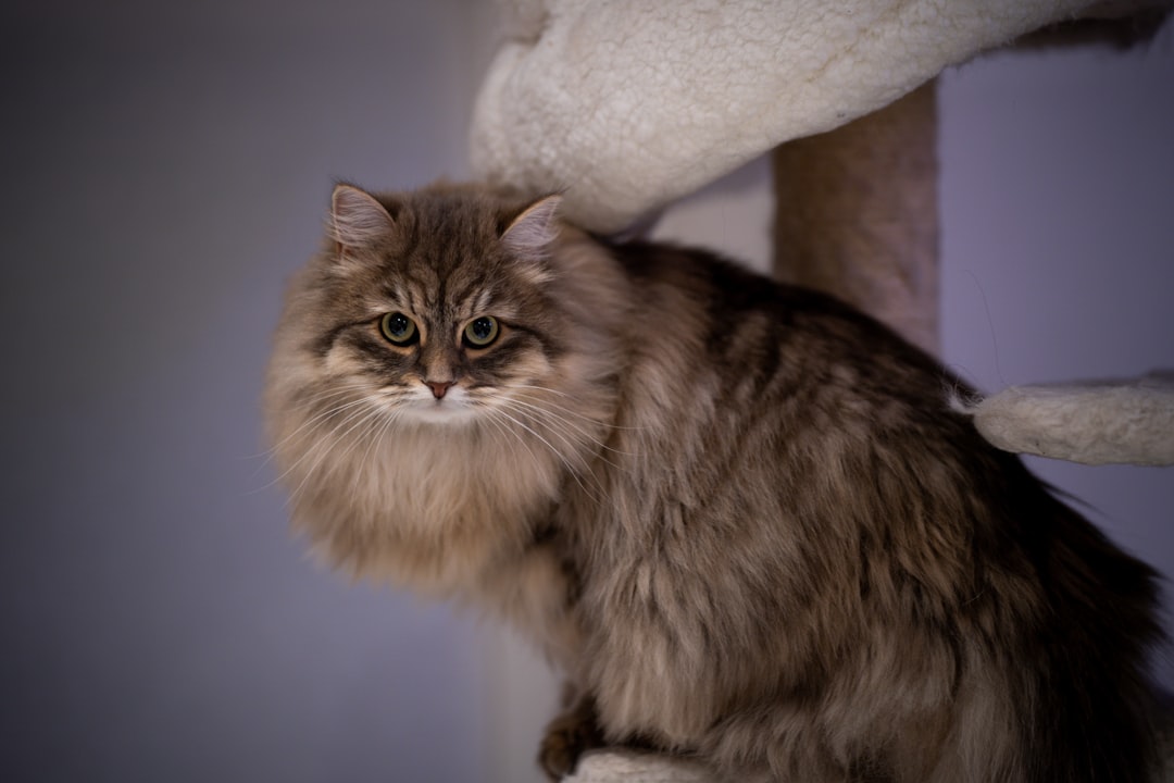 Norwegian forest cat photo spot Paris France