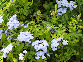 A lush garden with gentle movement of leaves and flowers in the breeze, creating a soothing atmosphere.