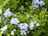 A serene herbal garden with vibrant flowers and lush greenery, symbolizing natural health and wellness.