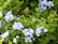 A serene herbal garden with vibrant flowers and lush greenery, symbolizing natural health and wellness.