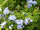 A peaceful garden area at Renacer Azul with soft blue and white tones.