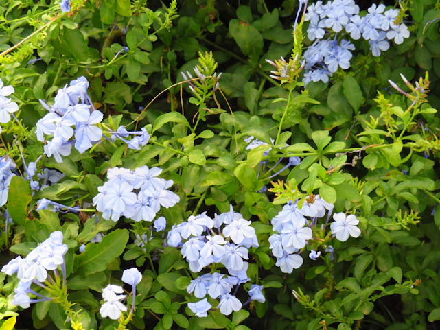 A lush garden with gentle movement of leaves and flowers in the breeze, creating a soothing atmosphere.