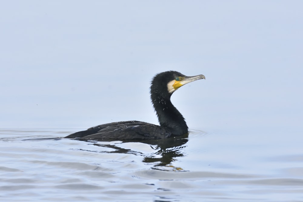 Pato negro en el agua durante el día