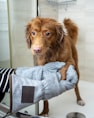 brown long coated dog on blue towel