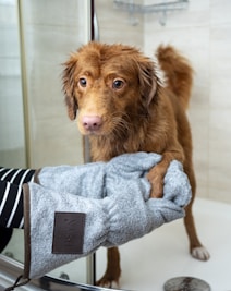 brown long coated dog on blue towel