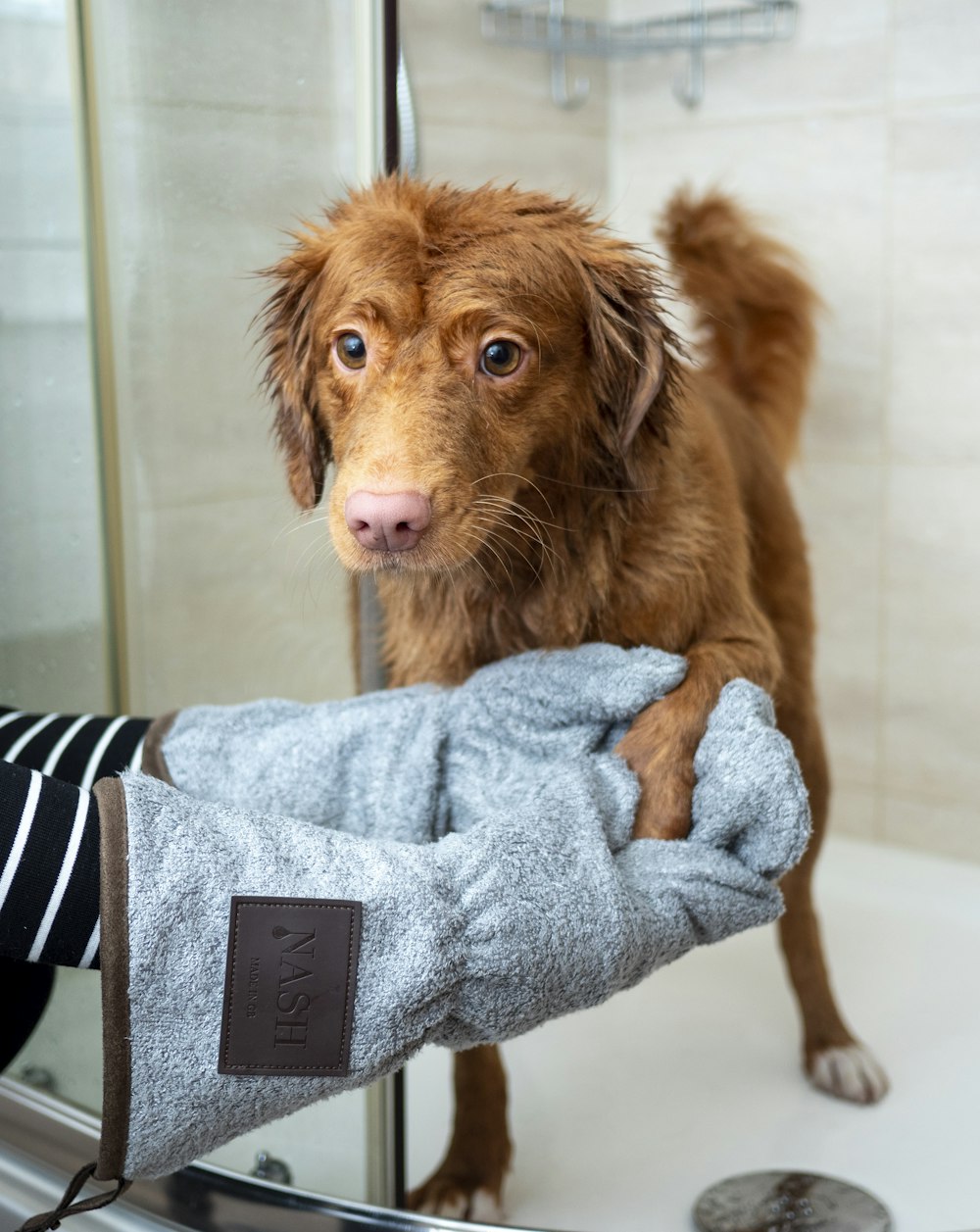 青いタオルに茶色の長いコートの犬