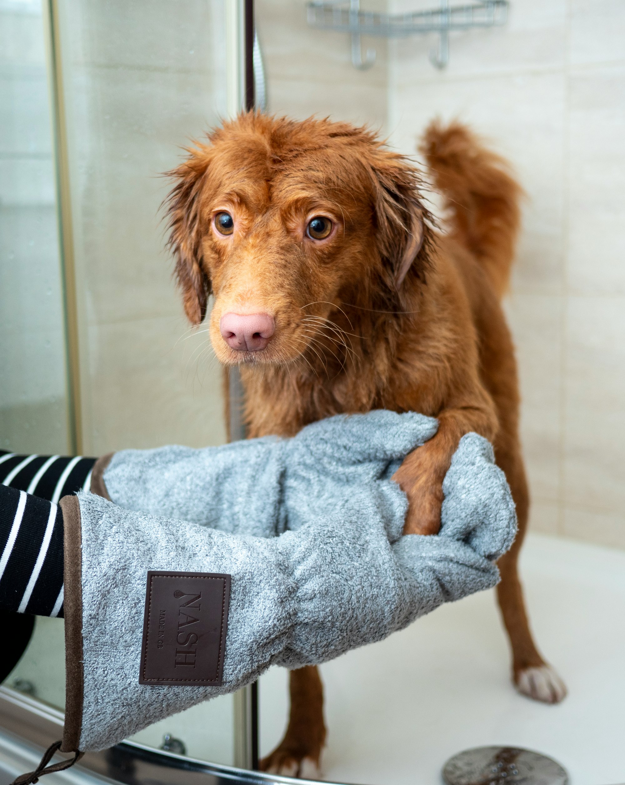 Drying a wet dog