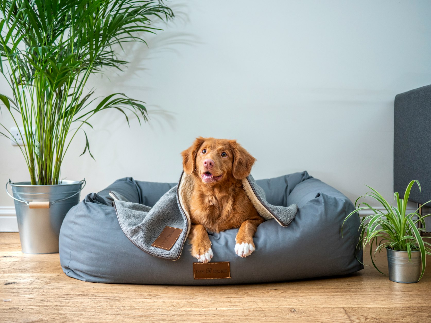 Keep your Dogs Entertained with THIS Lick Mat For Crates! 