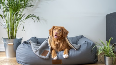brown short coated dog on gray couch