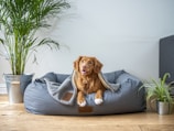 brown short coated dog on gray couch