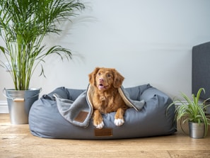 brown short coated dog on gray couch