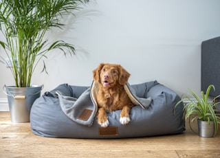 brown short coated dog on gray couch