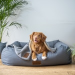 Animais sinantrópicos - brown short coated dog on gray couch