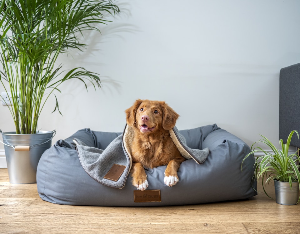 Animais sinantrópicos - brown short coated dog on gray couch