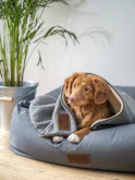 brown short coated dog on a cozy bed at home