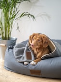 brown short coated dog on gray textile