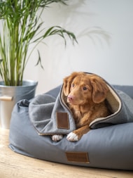 brown short coated dog on gray textile