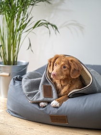 brown short coated dog on gray textile