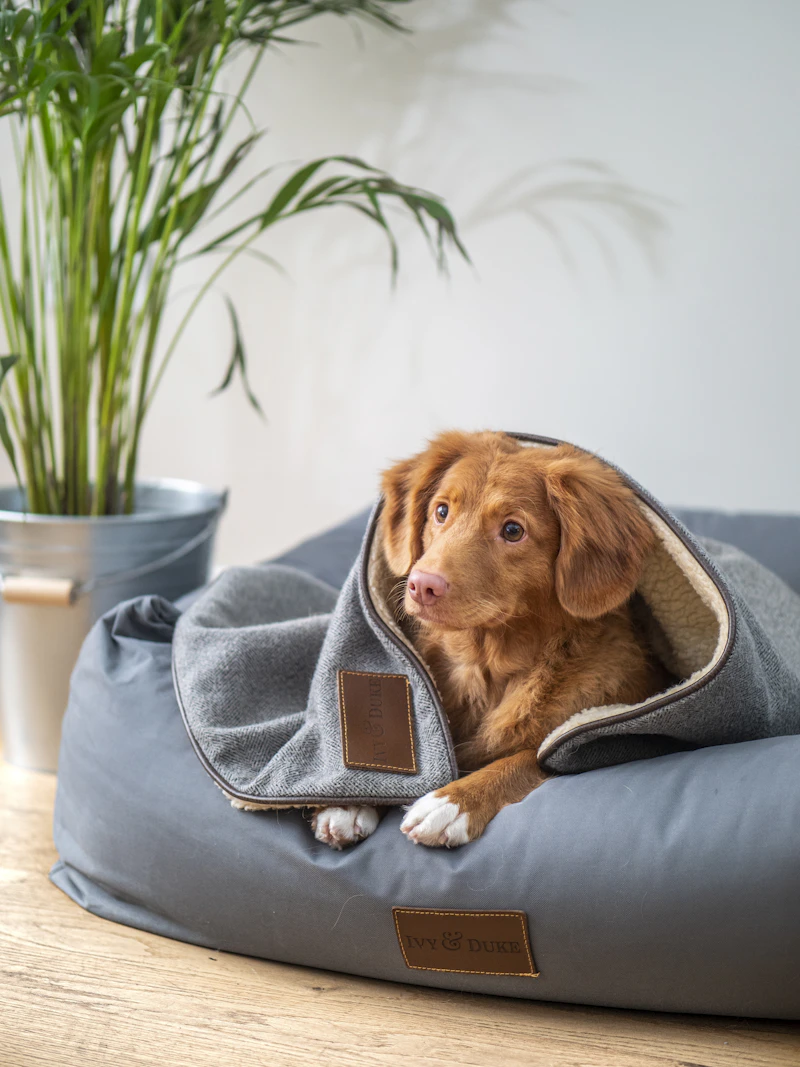 Cozy dog detail