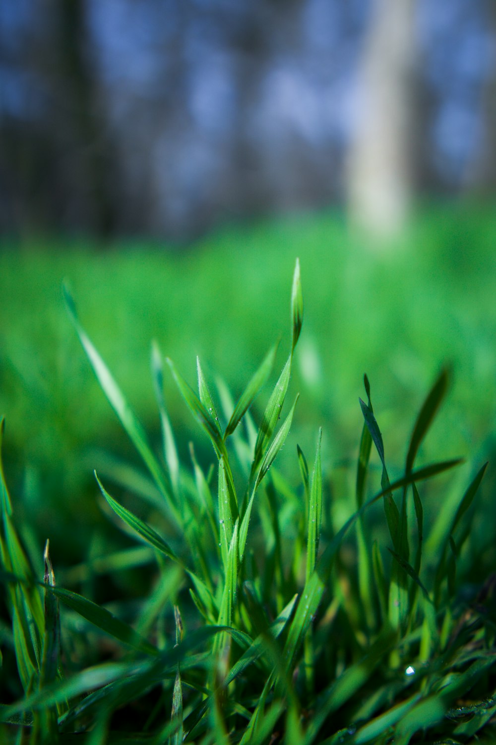 green grass field during daytime