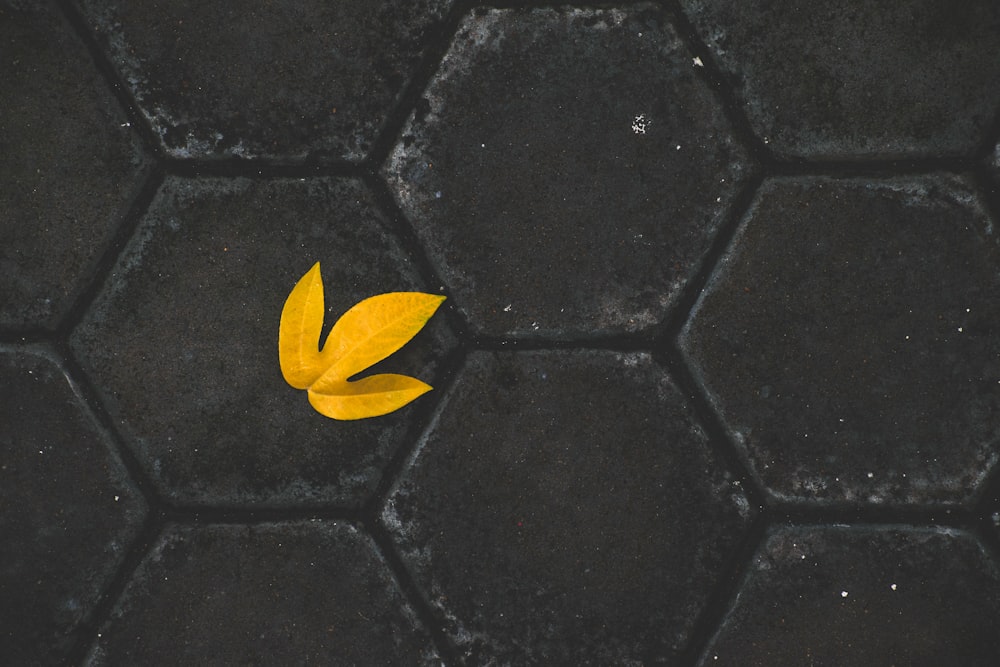 yellow flower on black and gray concrete floor