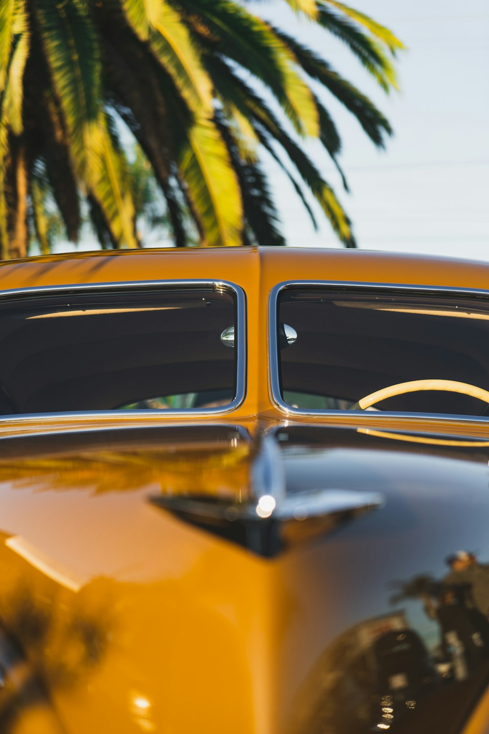 yellow and black car in front of green palm tree