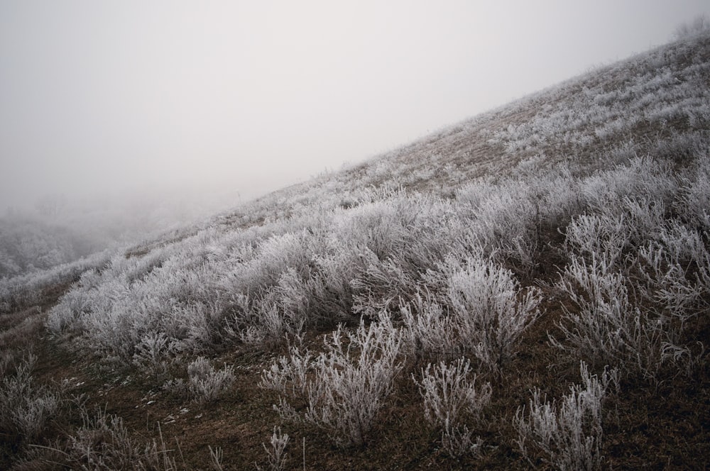 gray grass field during foggy day