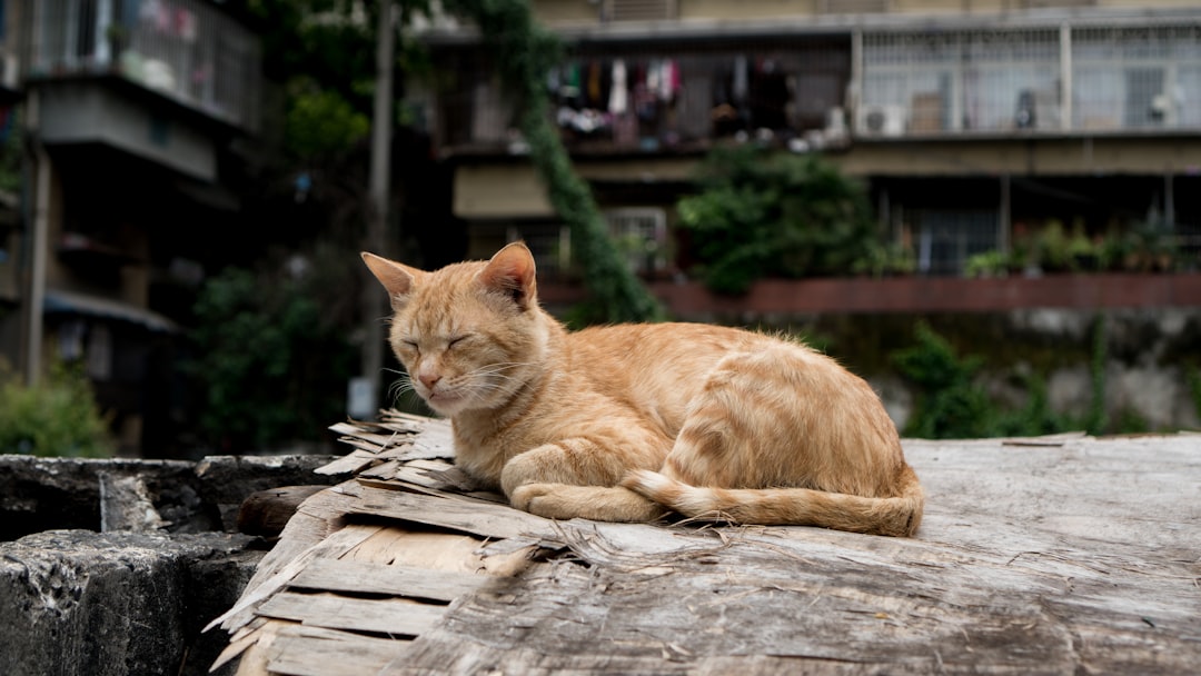 orange tabby cat lying on brown wooden log