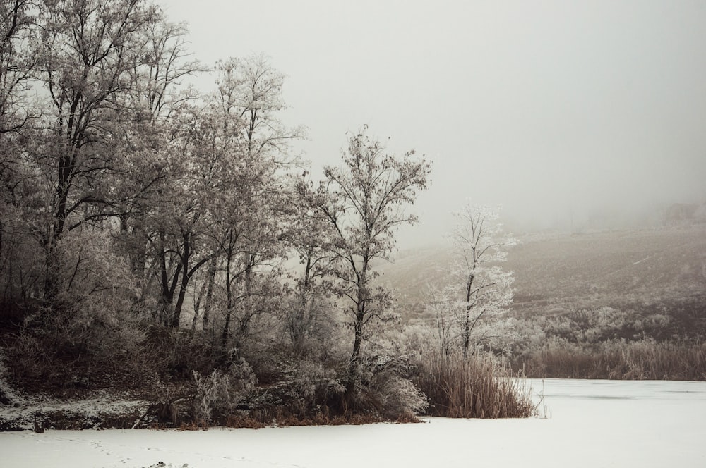 brown trees on white snow covered field during daytime