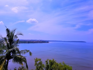 A scenic view of Hawaii's coastline with palm trees.