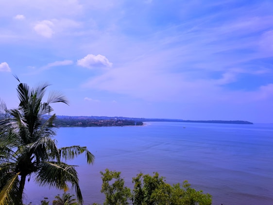 A scenic view of Hawaii's coastline with palm trees.
