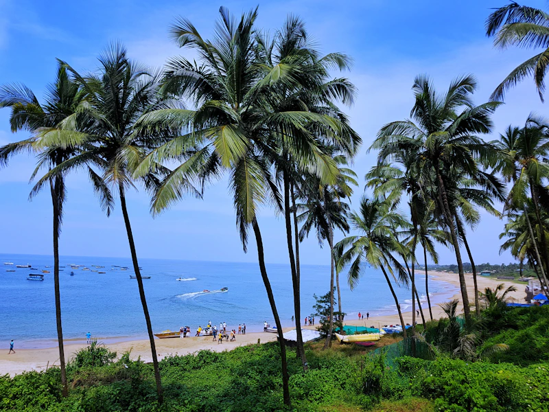 Coconut palms leaning over a wide beach in Goa, India