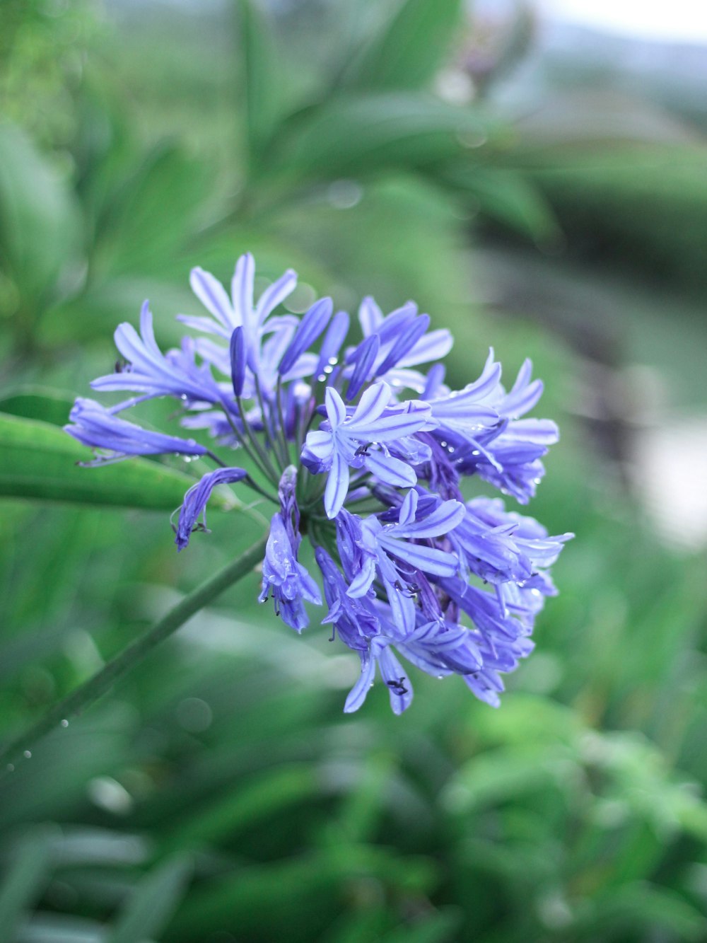 マクロレンズ写真の紫色の花