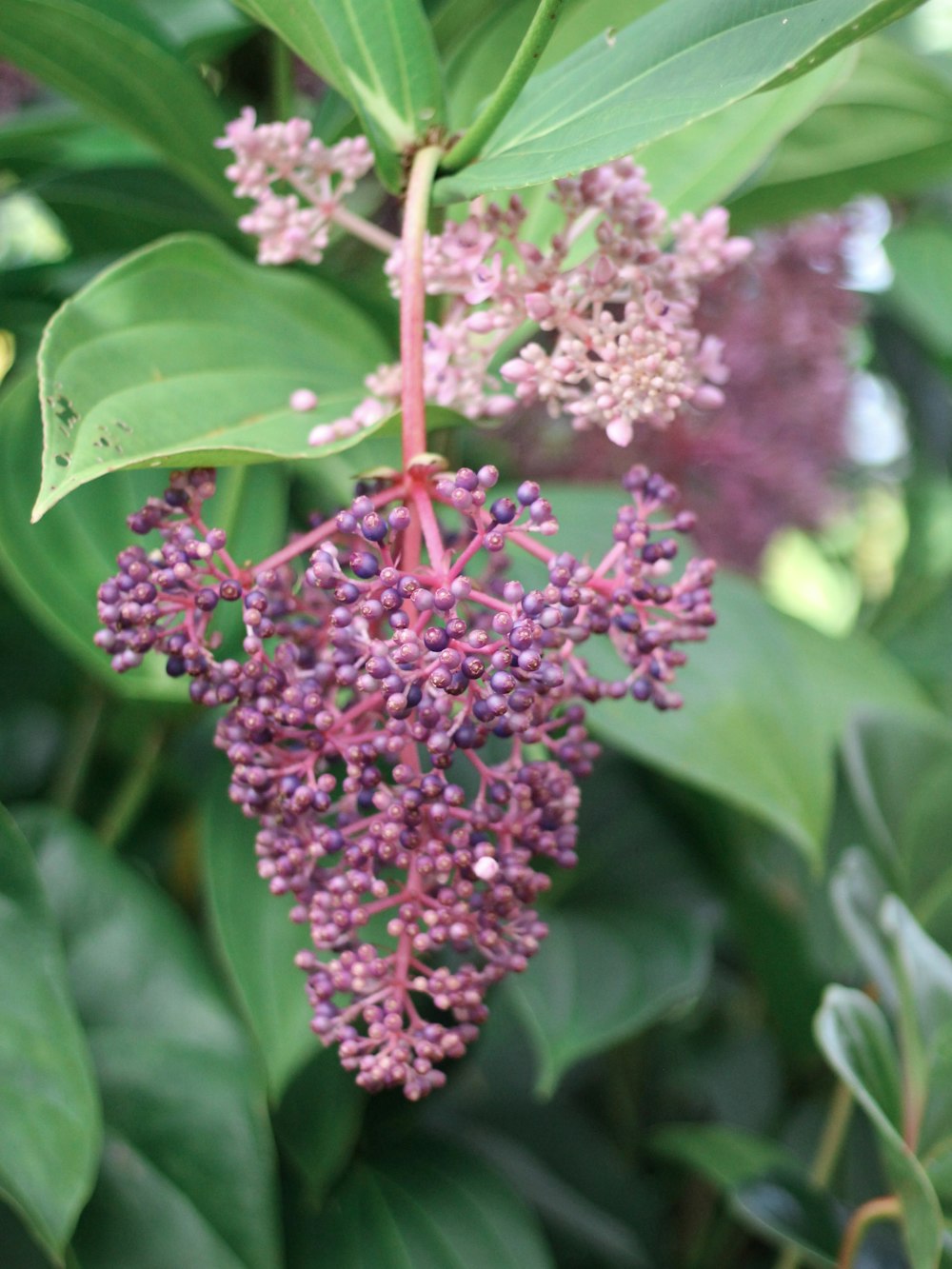 pink flower with green leaves