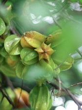 Close-up of carambola and couve leaves representing local food data.
