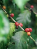 A close-up view of a branch with ripe red and orange coffee cherries growing alongside large, glossy green leaves. The natural setting features a blurred green background, emphasizing the fresh and organic nature of the scene.