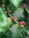 A close-up view of a branch with ripe red and orange coffee cherries growing alongside large, glossy green leaves. The natural setting features a blurred green background, emphasizing the fresh and organic nature of the scene.