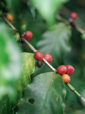 A close-up view of a branch with ripe red and orange coffee cherries growing alongside large, glossy green leaves. The natural setting features a blurred green background, emphasizing the fresh and organic nature of the scene.