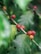 A close-up view of a branch with ripe red and orange coffee cherries growing alongside large, glossy green leaves. The natural setting features a blurred green background, emphasizing the fresh and organic nature of the scene.