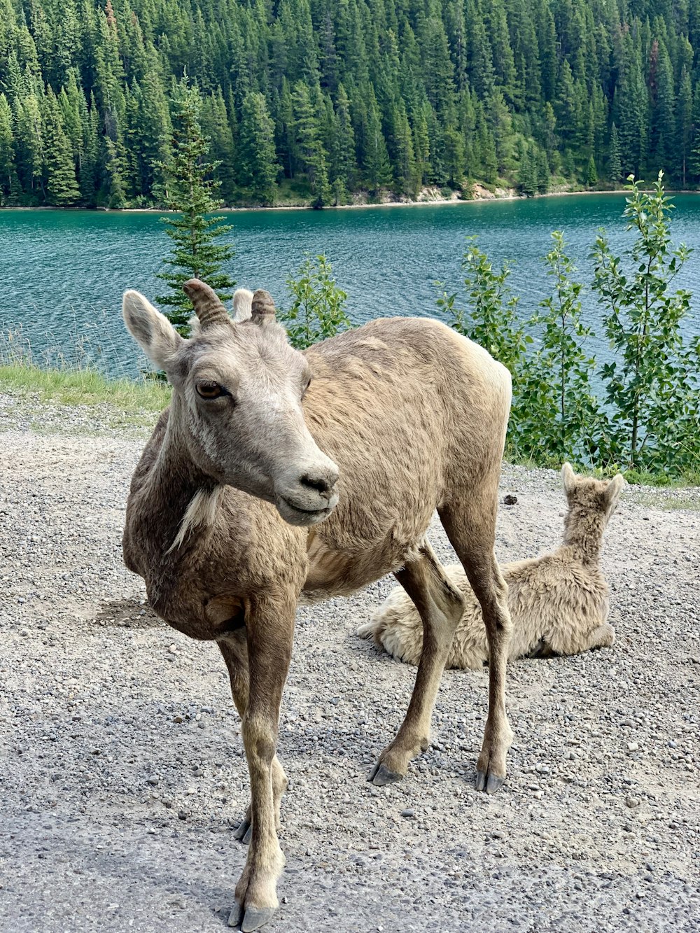 brown deer on gray concrete road during daytime