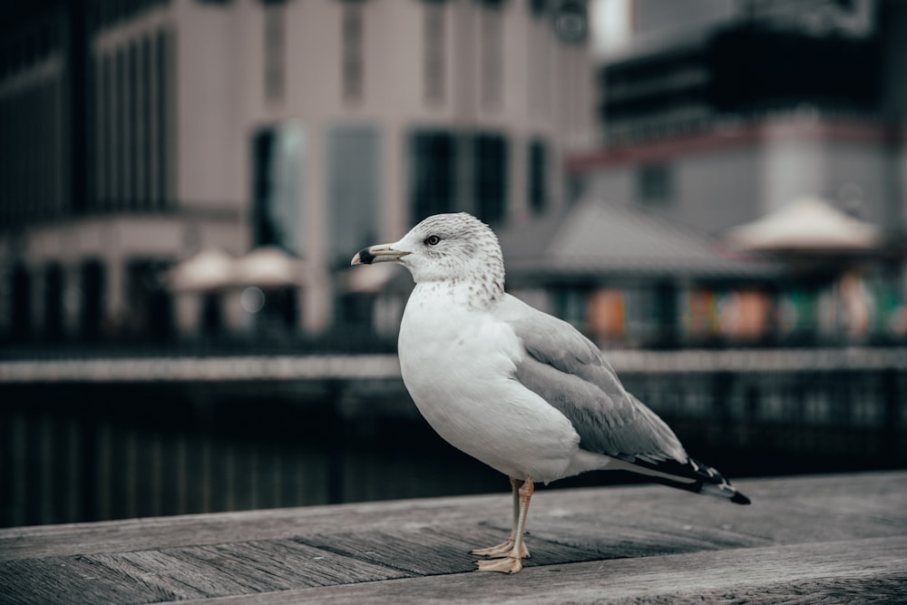 white and gray bird on gray wooden plank during daytime