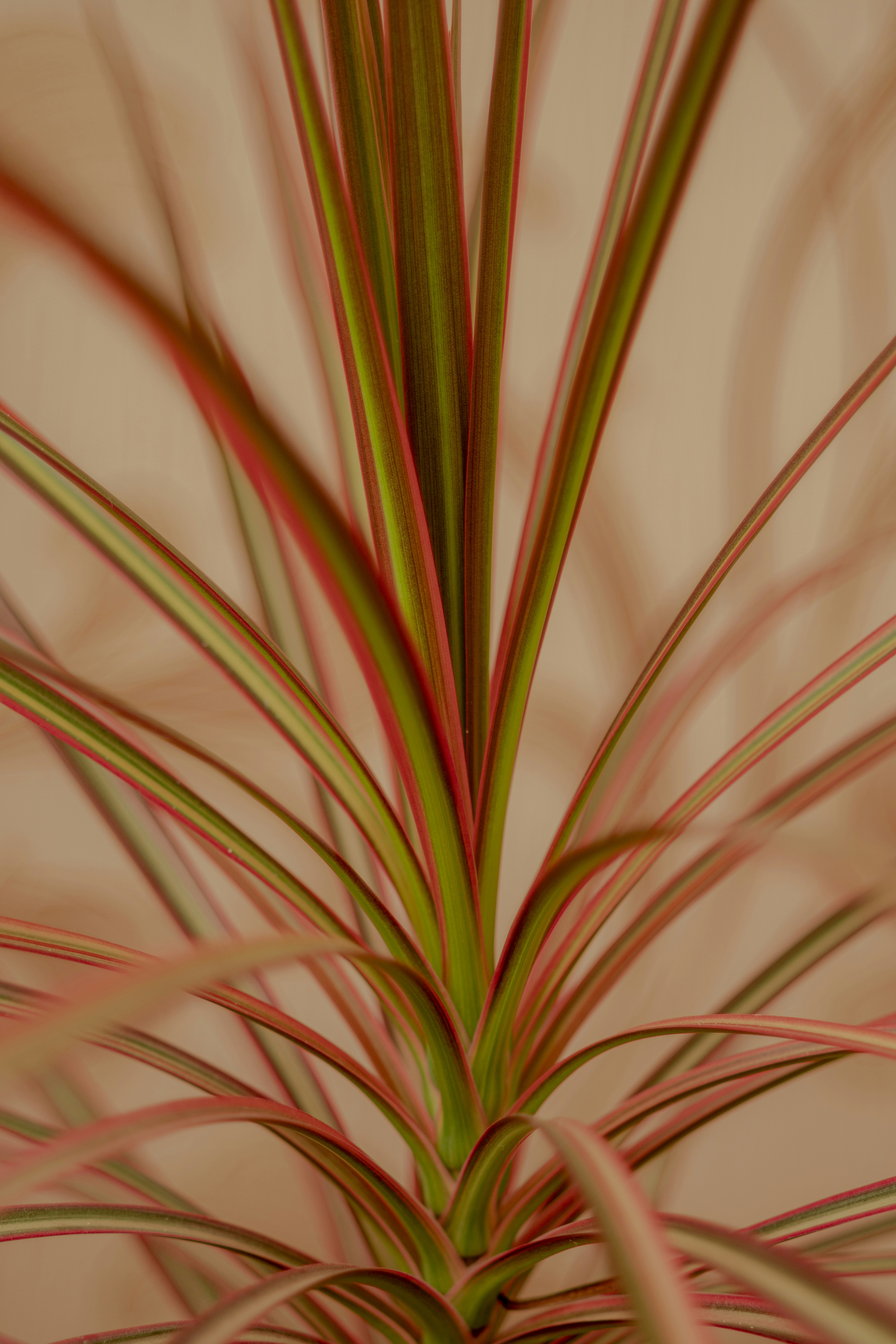 How the Boxer Uprising Reshaped Global Imperialism