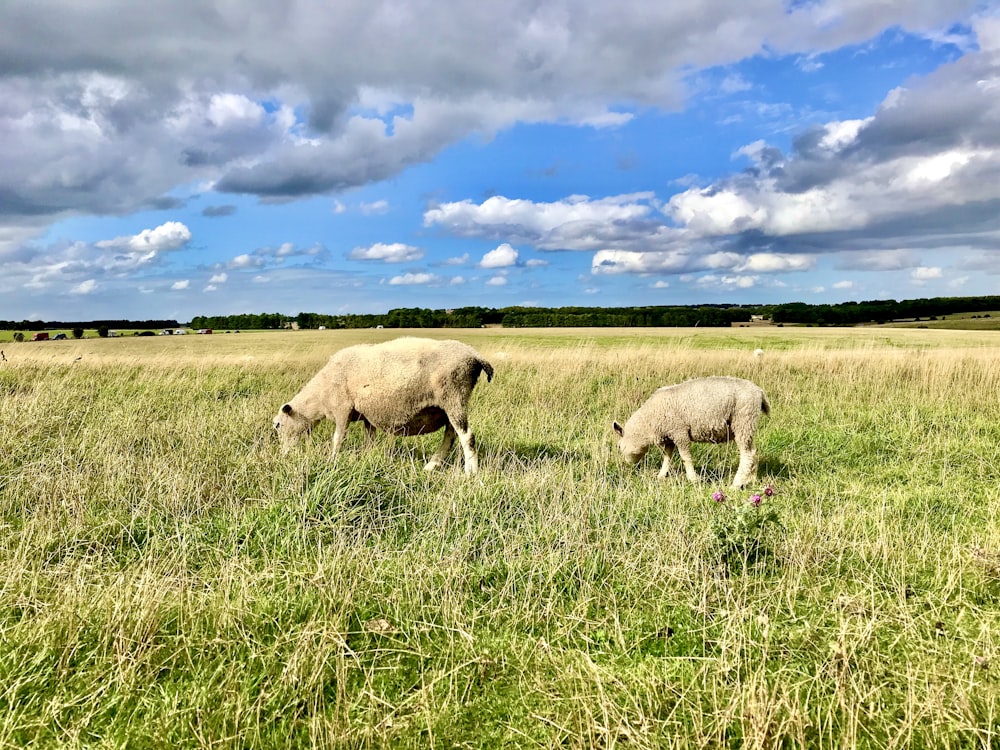 two sheep grazing in a grassy field under a cloudy sky