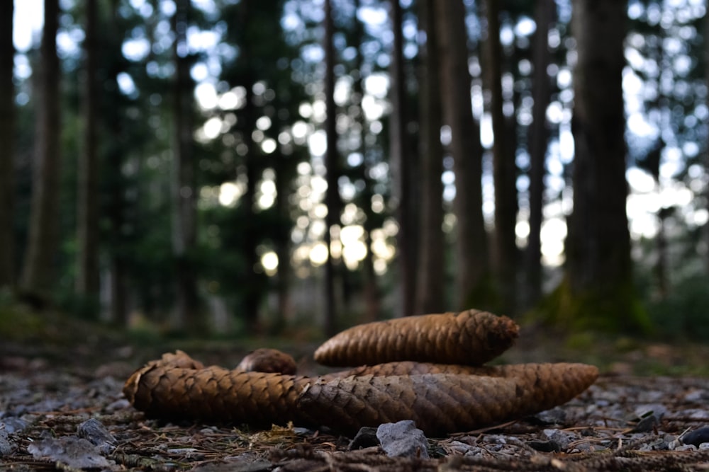 brown rope on brown soil