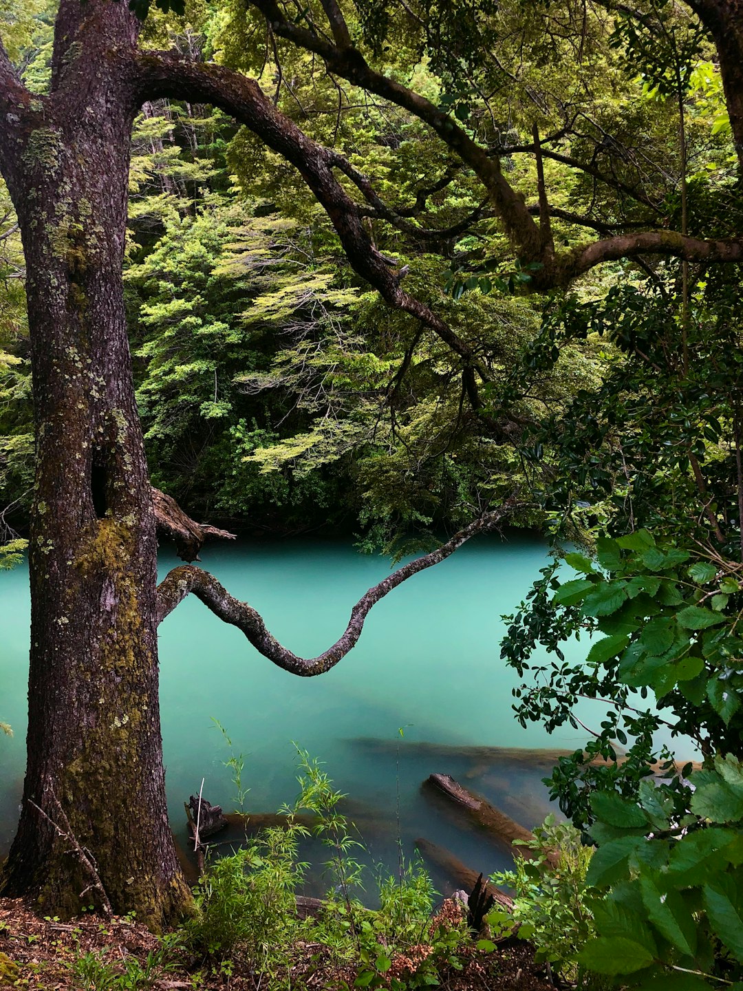 Nature reserve photo spot Puerto Blest El Bolsón