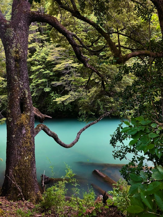 green trees beside river during daytime in Puerto Blest Argentina