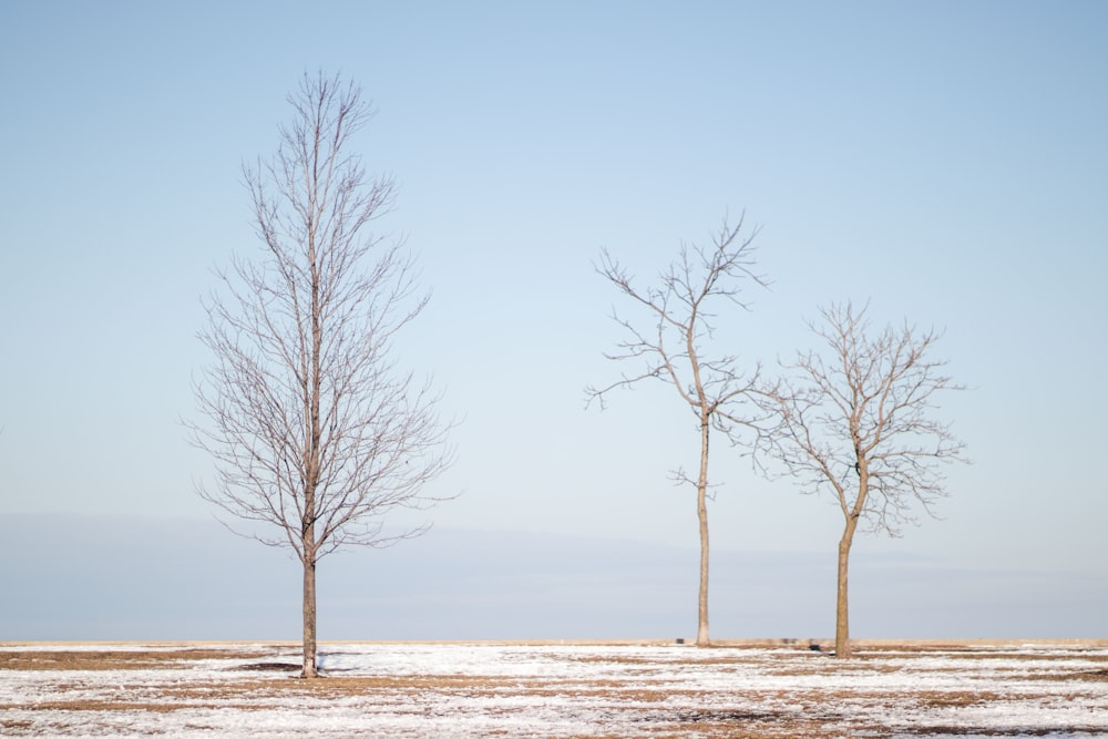 leafless tree on white sand during daytime