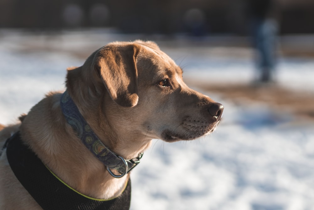 brown short coated dog with green collar