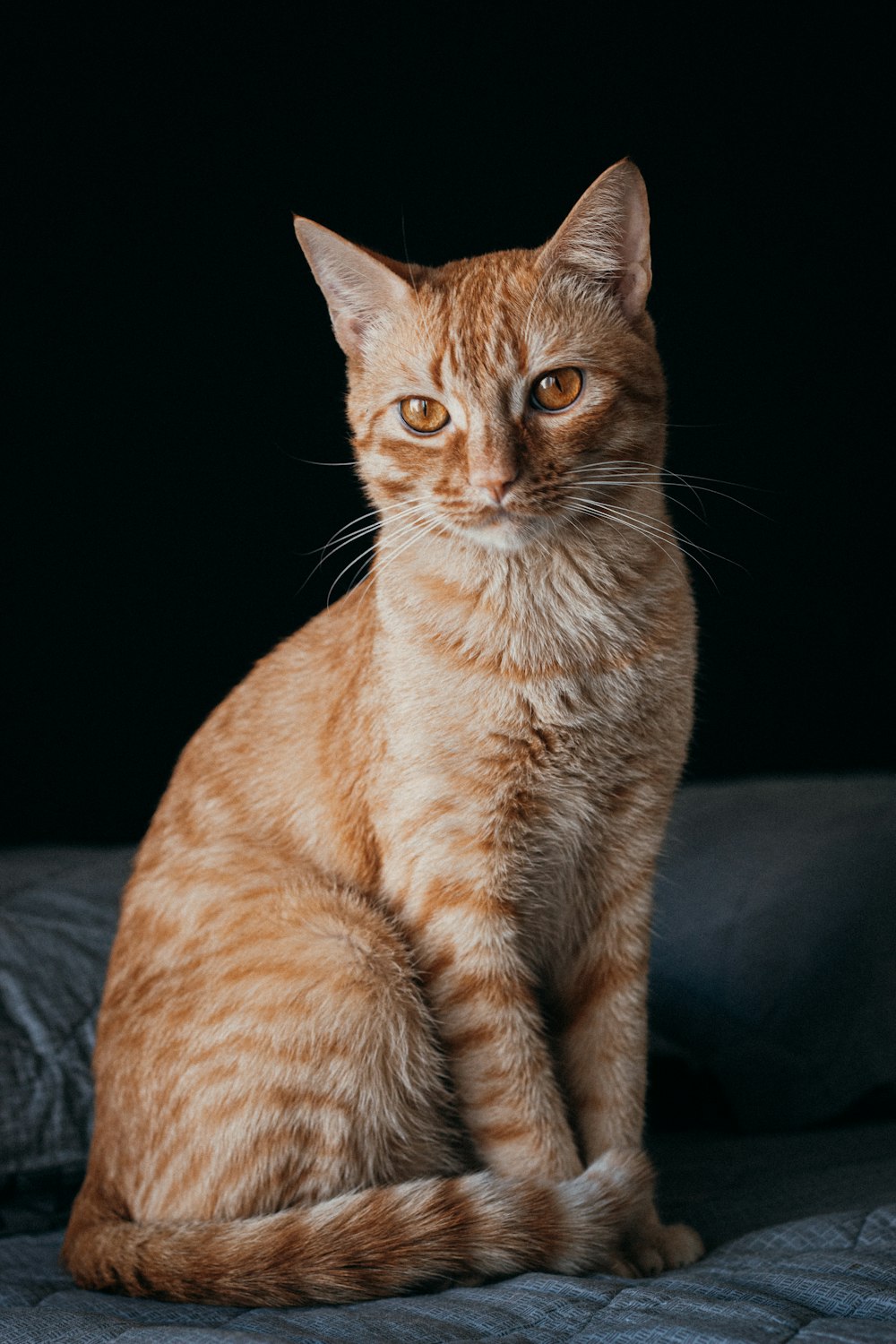 gato atigrado naranja sobre tela negra