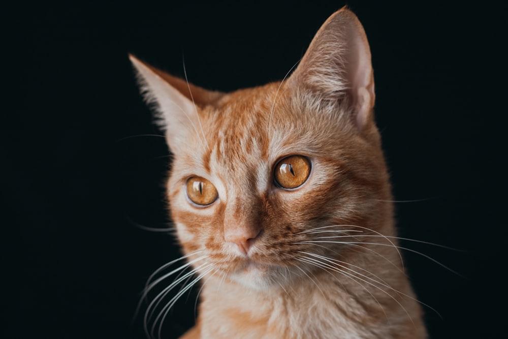 orange tabby cat with black background